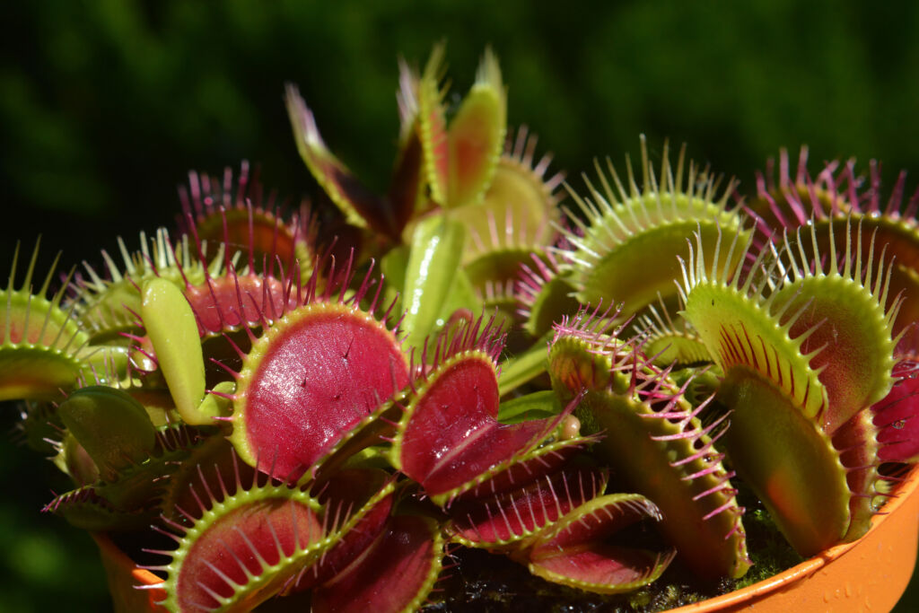 are venus flytraps hard to take care of