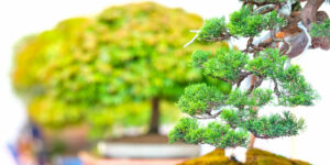 Pruning Juniper Bonsai for Beginners