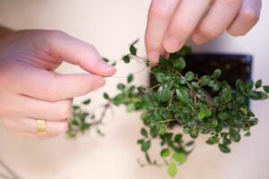 How to Care for a Bonsai?