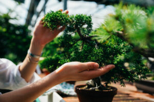 pruning juniper bonsai