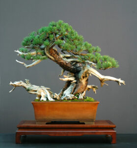 How to Make a Pine Cone Bonsai - Mugo Pine