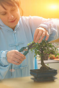 pruning juniper bonsai