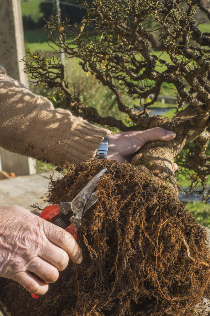 How to Make a Pine Cone Bonsai - Transfer from pot and cutting roots