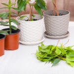 pruning ficus bonsai