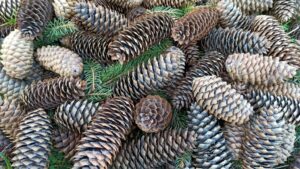 How to Make a Pine Bonsai - cones