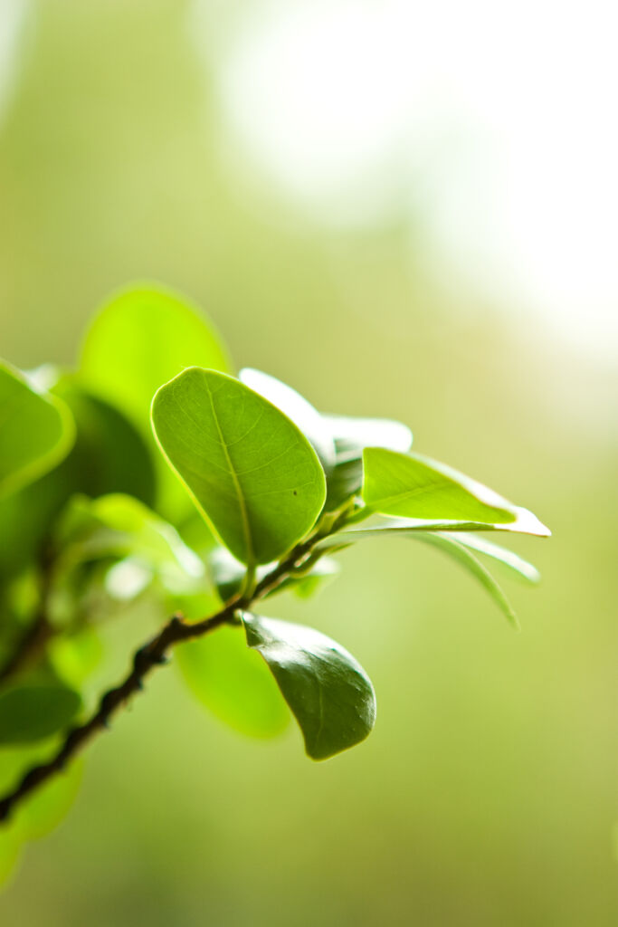 Ficus salicifolia