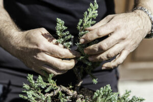 How to Care for a Bonsai?