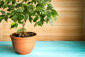 Ficus Benjamina