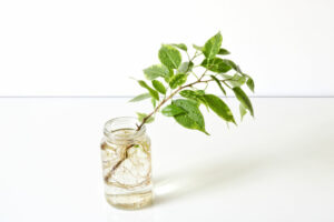 ficus bonsai on the water