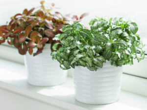 fittonia