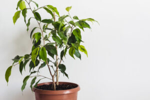 healthy ficus tree