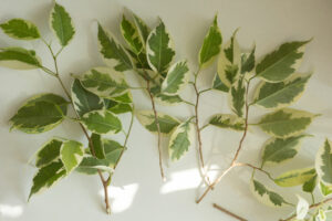 healthy stem of ficus bonsai tree