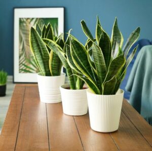 Sansevieria