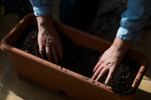 layering soil for ficus bonsai