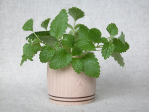 lemon balm houseplantjoy