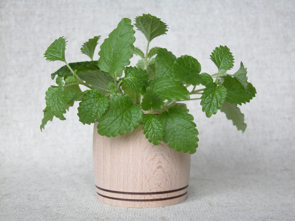 Lemon balm houseplant