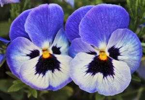 pansies