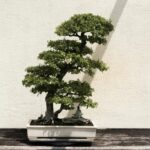 Bonsai Tree