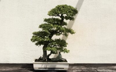 Bonsai Tree