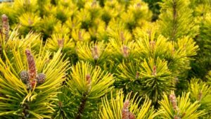 How to Make a Pine Cone Bonsai - Mountain Pine (Pinu mugo)