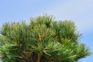 how to make a pine cone bonsai - pinus parviflora