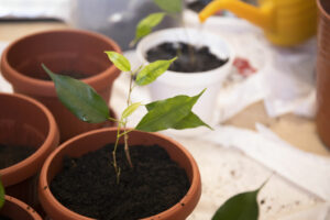 healthy ficus tree stem