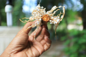 roots of ficus bonsai tree