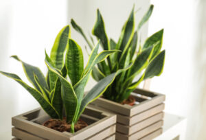 2. Snake Plant (Sansevieria)