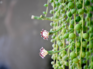 string of pearls