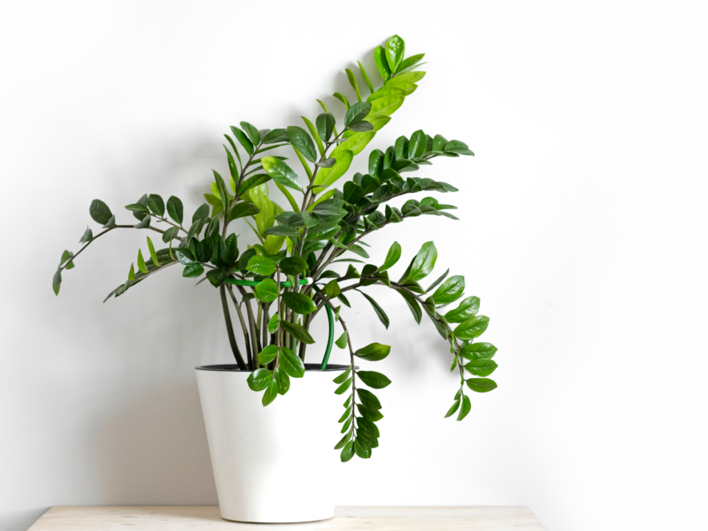 ZZ houseplant on a white pot