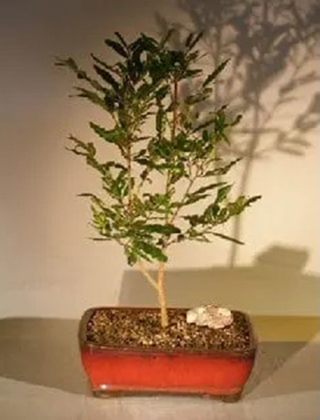 favorite flowering bonsai trees