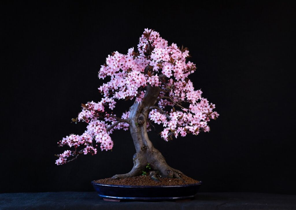 flowering japanese bonsai tree