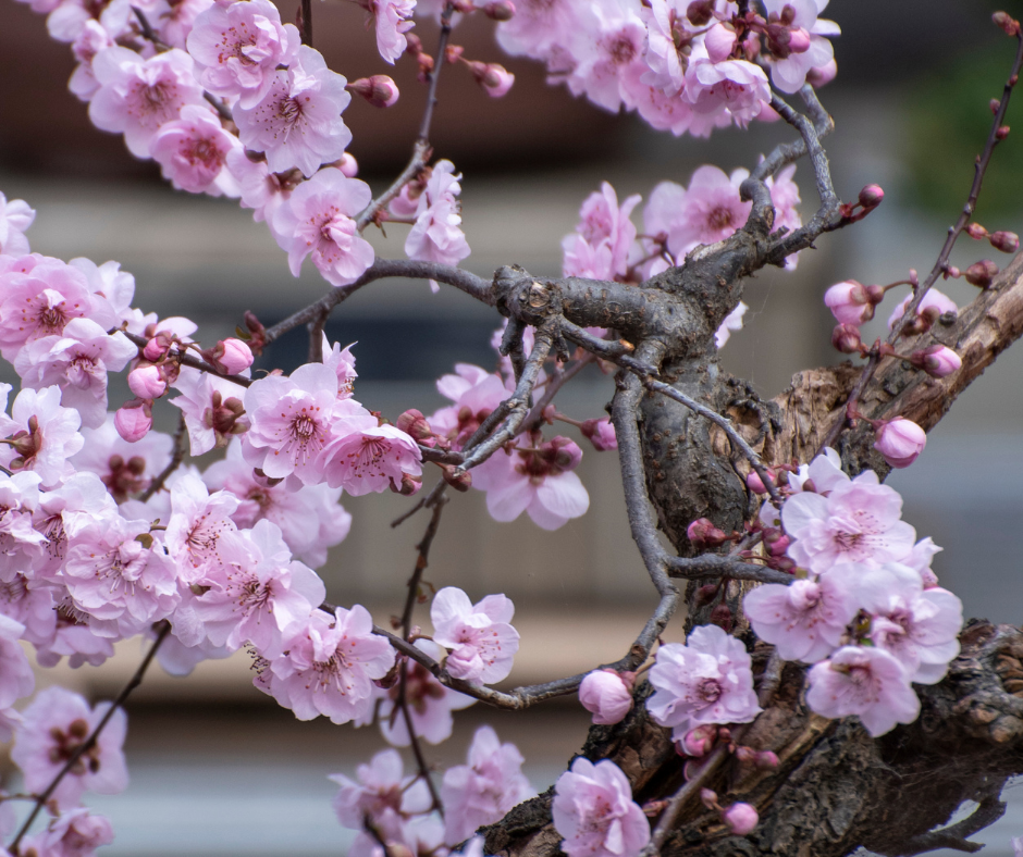 cherry bonsai