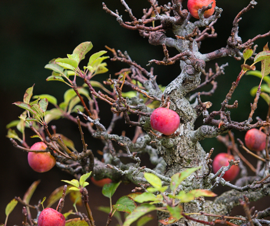 crabapple bonsai