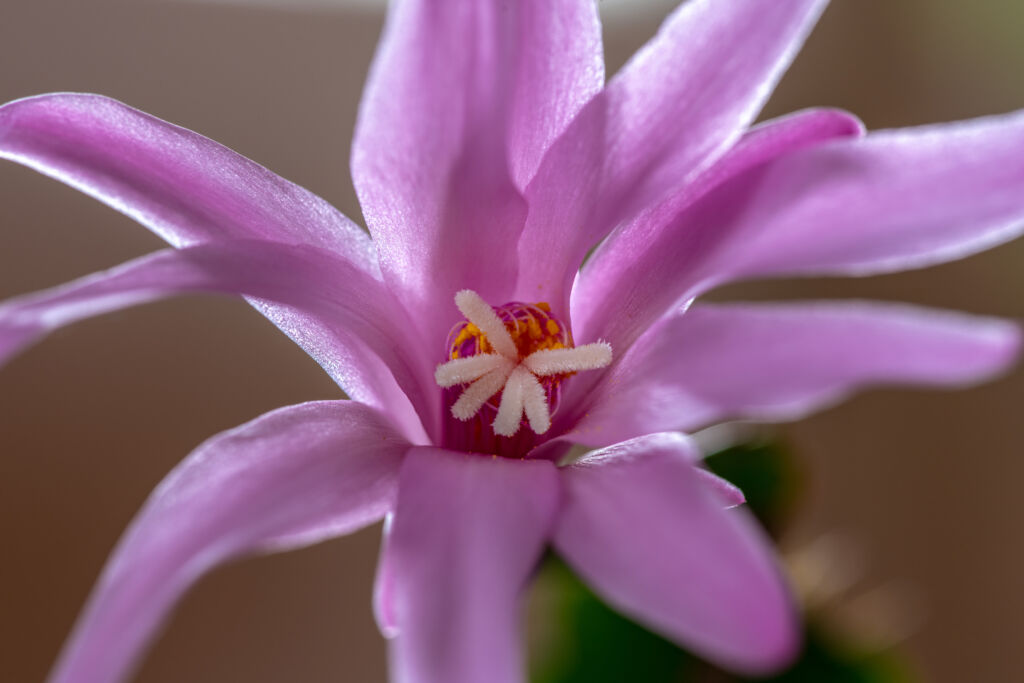 Unusual Cactus Houseplants