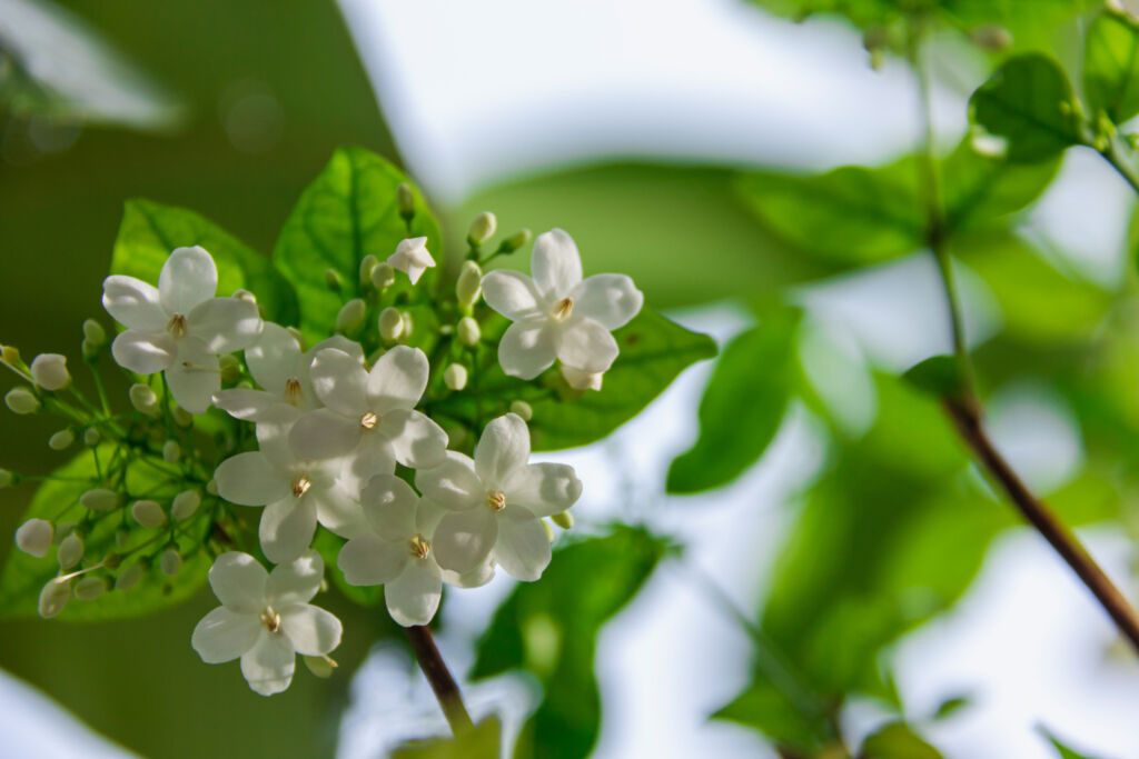 water jasmine tree