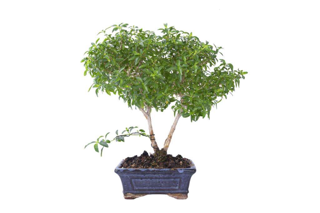 Snow Rose Serissa Bonsai Tree