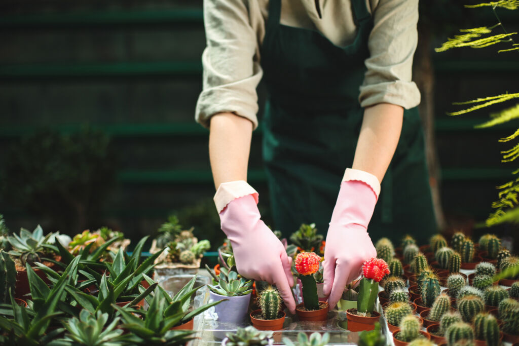 taking care of cactus