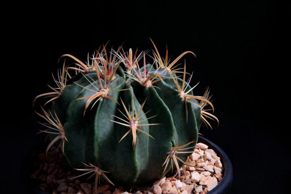 Unusual Cactus Houseplants - HouseplantJoy.com