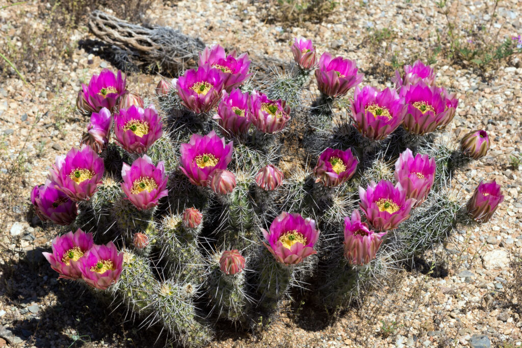 Unusual Cactus Houseplants