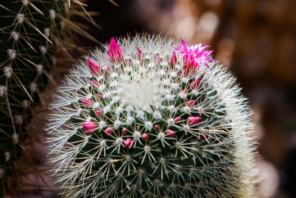 Unusual Cactus Houseplants