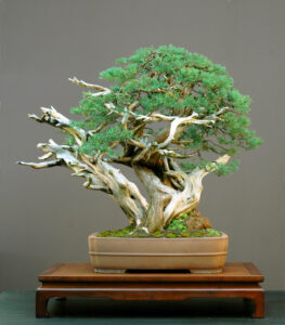 decorating with bonsai