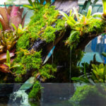 set up a terrarium 4 image