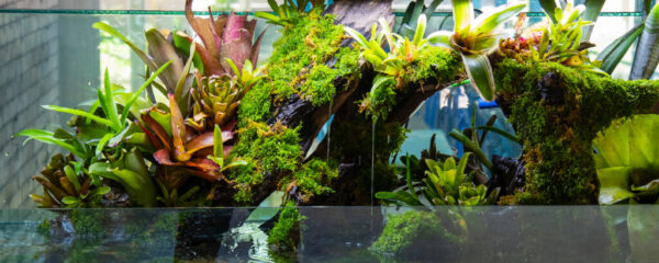 set up a terrarium 4 image