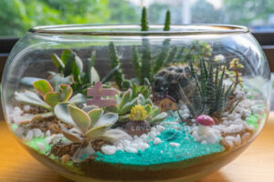 set up a terrarium