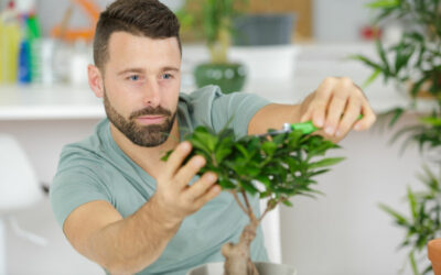 How to Care for a Bonsai?