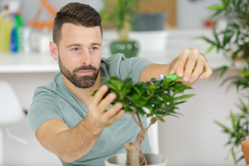 How to Care for a Bonsai?