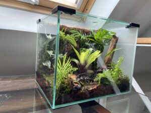 set up a terrarium