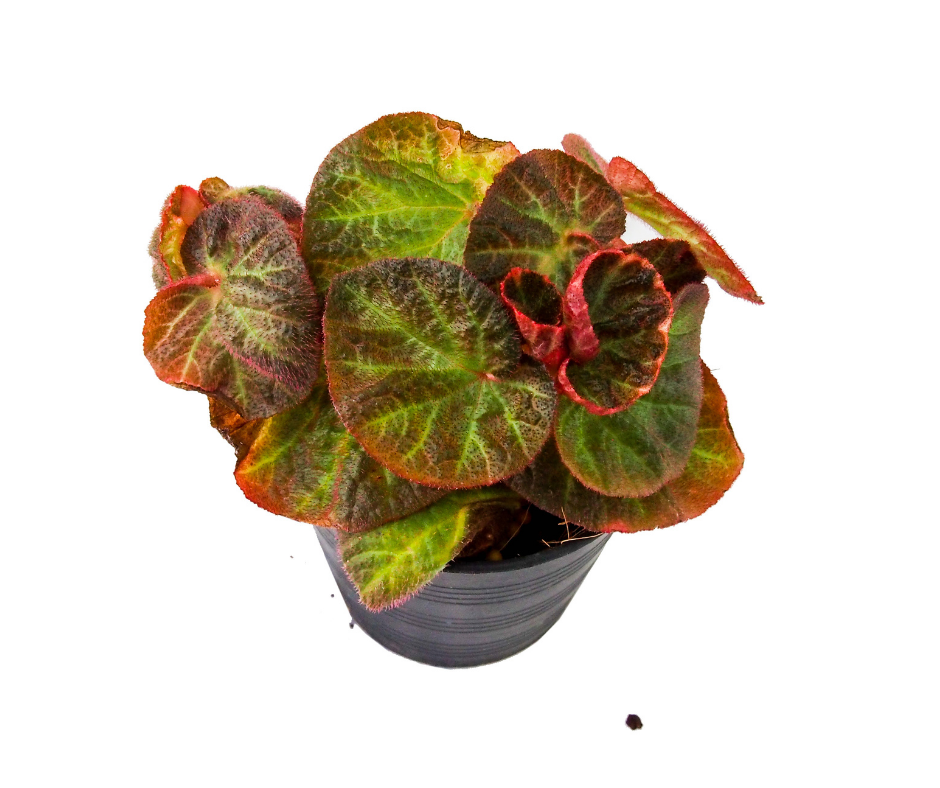 houseplant cutting strawberry begonia