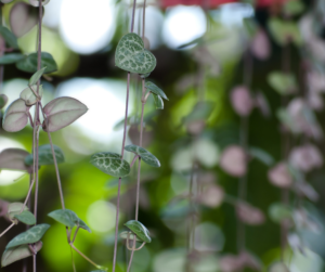 propagating string of hearts houseplant from cuttings